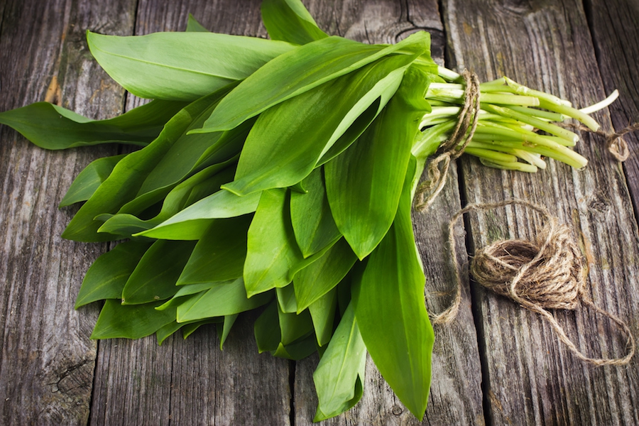 Rostliny pro zdraví - Česnek medvědí