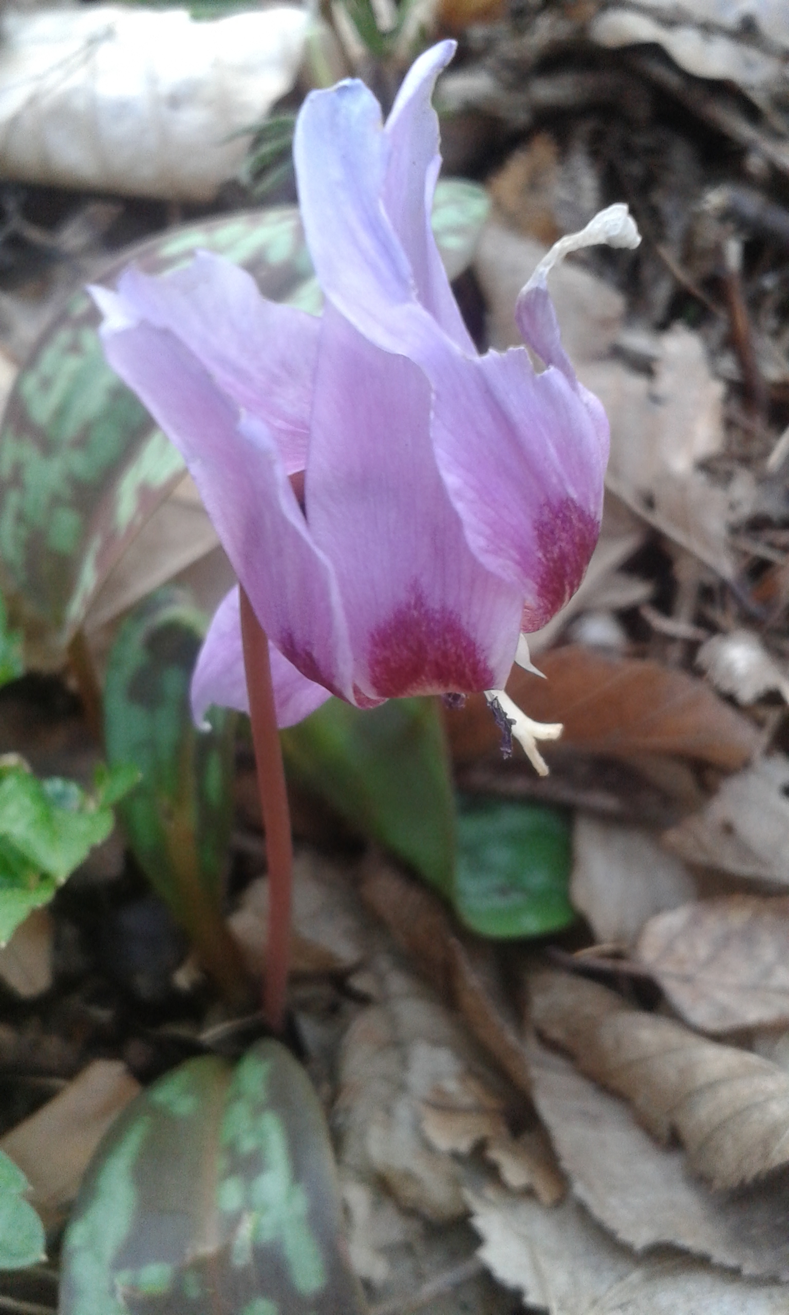 Kandík psí zub ohlašuje jaro