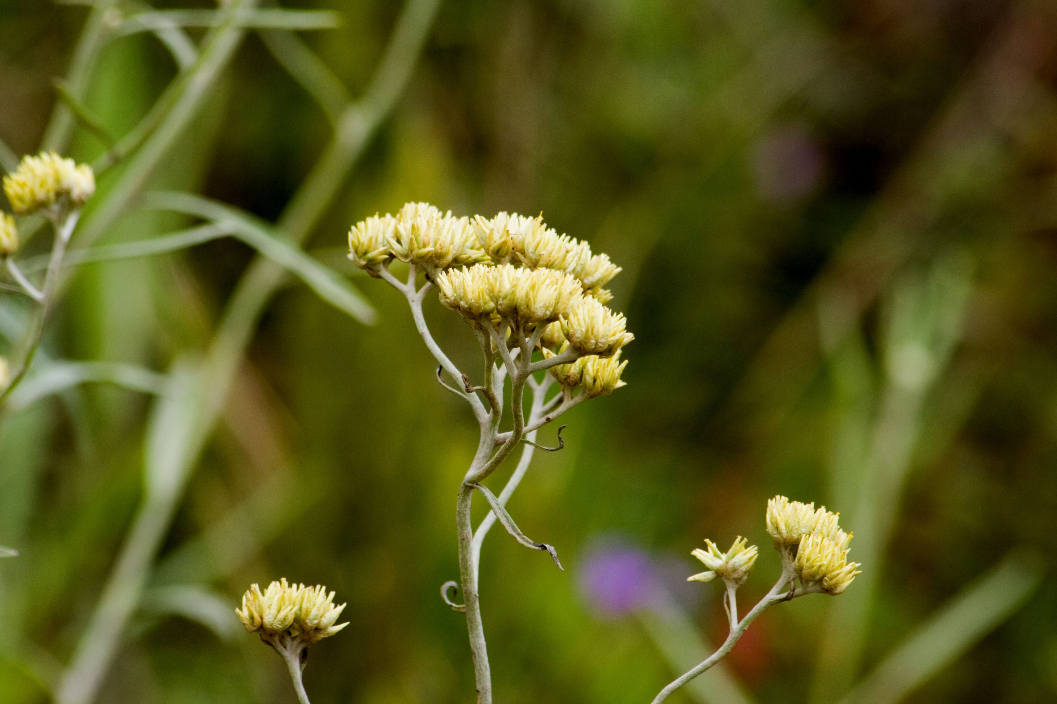 ACHYROCLINE SATUREIOIDES - zkušenosti z praxe