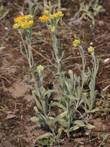 Helichrysum arenarium (Smil písečný) - zkušenosti z praxe